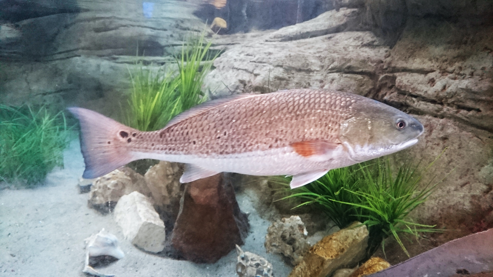 Adult red drum. Credit: Lee A. Fuiman, courtesy of the University of Texas Fisheries and Mariculture Laboratory